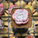 Echeveria 'Purple Look' 1" Succulent Plant Cutting