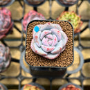 Echeveria 'Purple Look' 1" Succulent Plant Cutting
