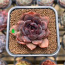Echeveria 'Dark Chocolate' 2" Succulent Plant Cutting
