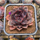 Echeveria 'Dark Chocolate' 2" Succulent Plant Cutting