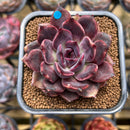 Echeveria 'Dark Chocolate' 2" Succulent Plant Cutting