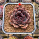 Echeveria 'Dark Chocolate' 2" Succulent Plant Cutting