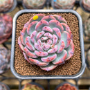 Echeveria 'Cherry Shadow' 2" Succulent Plant Cutting