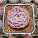 Echeveria 'Cherry Shadow' 2" Succulent Plant Cutting