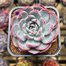 Echeveria 'Cherry Shadow' 2" Succulent Plant Cutting