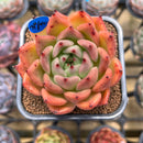 Echeveria Agavoides 'Honey Pink' 2" Succulent Plant Cutting
