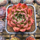 Echeveria Agavoides 'Honey Pink' 2" Succulent Plant Cutting
