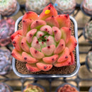Echeveria Agavoides 'Honey Pink' 2" Succulent Plant Cutting