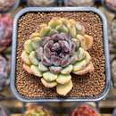 Echeveria 'Boracay' 2" Succulent Plant Cutting