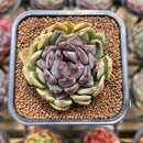 Echeveria 'Boracay' 2" Succulent Plant Cutting