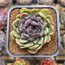 Echeveria 'Boracay' 2" Succulent Plant Cutting