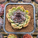 Echeveria 'Boracay' 2" Succulent Plant Cutting
