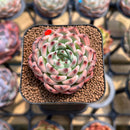 Echeveria 'Jackal' 1" Succulent Plant Cutting
