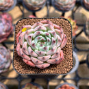 Echeveria 'Jackal' 1" Succulent Plant Cutting