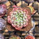 Echeveria 'Jackal' 1" Succulent Plant Cutting