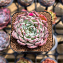 Echeveria 'Jackal' 1" Succulent Plant Cutting