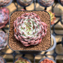 Echeveria 'Jackal' 1" Succulent Plant Cutting