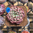 Echeveria 'Jackal' 1" Succulent Plant Cutting