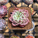 Echeveria 'Jackal' 1" Succulent Plant Cutting