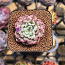 Echeveria 'Jackal' 1" Succulent Plant Cutting