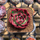Echeveria 'Flamenco' Non-Variegated 2" Succulent Plant Cutting
