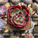 Echeveria 'Flamenco' Non-Variegated 2" Succulent Plant Cutting