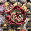 Echeveria 'Flamenco' Non-Variegated 2" Succulent Plant Cutting