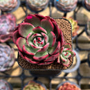 Echeveria 'Flamenco' Non-Variegated 2" Succulent Plant Cutting