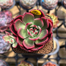 Echeveria 'Flamenco' Non-Variegated 2" Succulent Plant Cutting