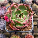 Echeveria Agavoides 'Flamenco' Variegated 2" Succulent Plant Cutting