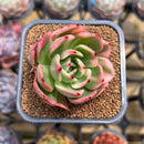 Echeveria Agavoides 'Flamenco' Variegated 2" Succulent Plant Cutting