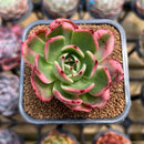 Echeveria Agavoides 'Flamenco' Variegated 2" Succulent Plant Cutting