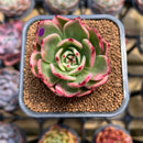 Echeveria Agavoides 'Flamenco' Variegated 2" Succulent Plant Cutting