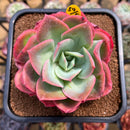 Echeveria 'Luella' 4"-5" Large Succulent Plant Cutting