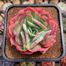 Echeveria 'Luella' 4"-5" Large Succulent Plant Cutting