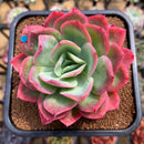 Echeveria 'Luella' 4"-5" Large Succulent Plant Cutting