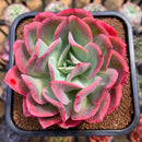 Echeveria 'Luella' 4"-5" Large Succulent Plant Cutting