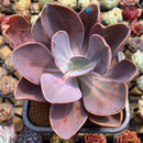 Pachyveria 'Violescens' Extra Large 6" (AKA Pachyveria Myrtilla) Succulent Plant Cutting
