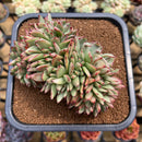 Echeveria 'Maria' Variegated Crested Large 4"-5" Succulent Plant Cutting