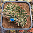 Echeveria 'Maria' Variegated Crested Large 4"-5" Succulent Plant Cutting