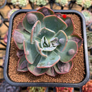 Echeveria 'Macaron' 3" Zusung Original Hybrid Succulent Plant Cutting