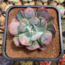 Echeveria 'Macaron' 3" Zusung Original Hybrid Succulent Plant Cutting