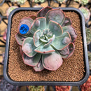 Echeveria 'Macaron' 3" Zusung Original Hybrid Succulent Plant Cutting