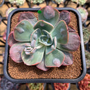 Echeveria 'Macaron' 3" Zusung Original Hybrid Succulent Plant Cutting