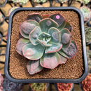 Echeveria 'Macaron' 3" Zusung Original Hybrid Succulent Plant Cutting