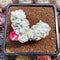 Echeveria 'Pulvinata 'Frosty' Crested 2" Succulent Plant Cutting