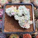 Echeveria 'Pulvinata 'Frosty' Crested 2" Succulent Plant Cutting