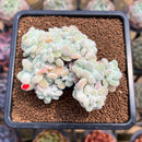 Echeveria 'Pulvinata 'Frosty' Crested 2" Succulent Plant Cutting