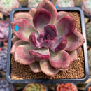Echeveria 'Pink Tulip' 3" Succulent Plant Cutting