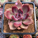 Echeveria 'Pink Tulip' 3" Succulent Plant Cutting